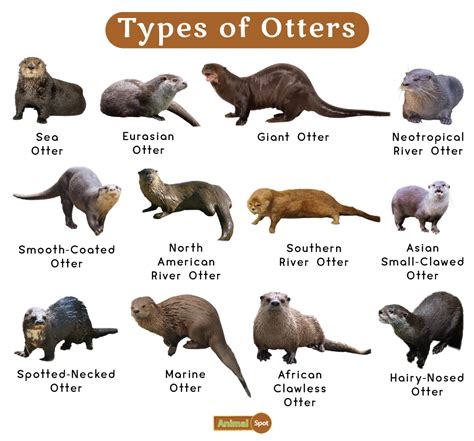 what animals are similar to otters